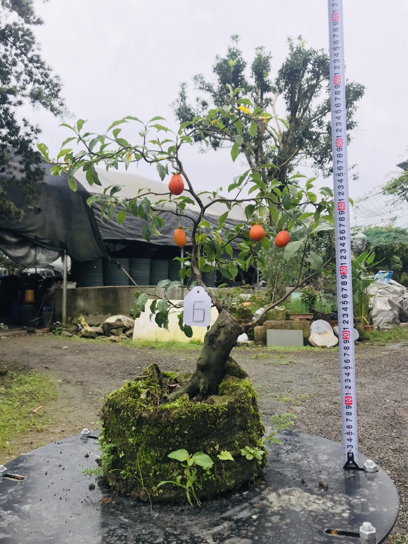 金弹子下山桩可批发1-6