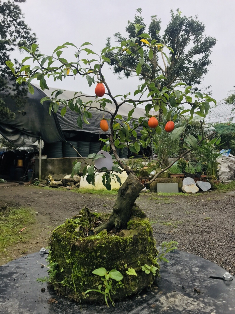 金弹子下山桩可批发1-6