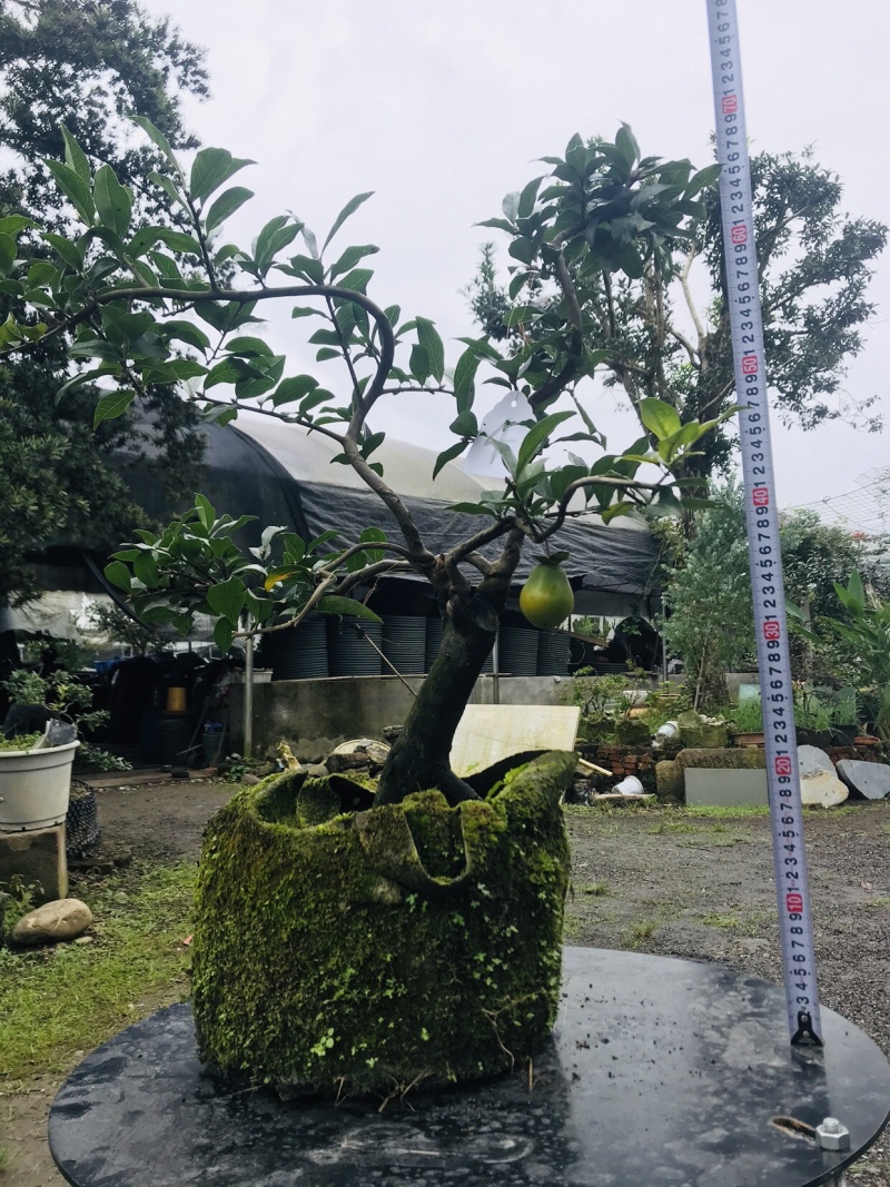 金弹子下山桩可批发1-6