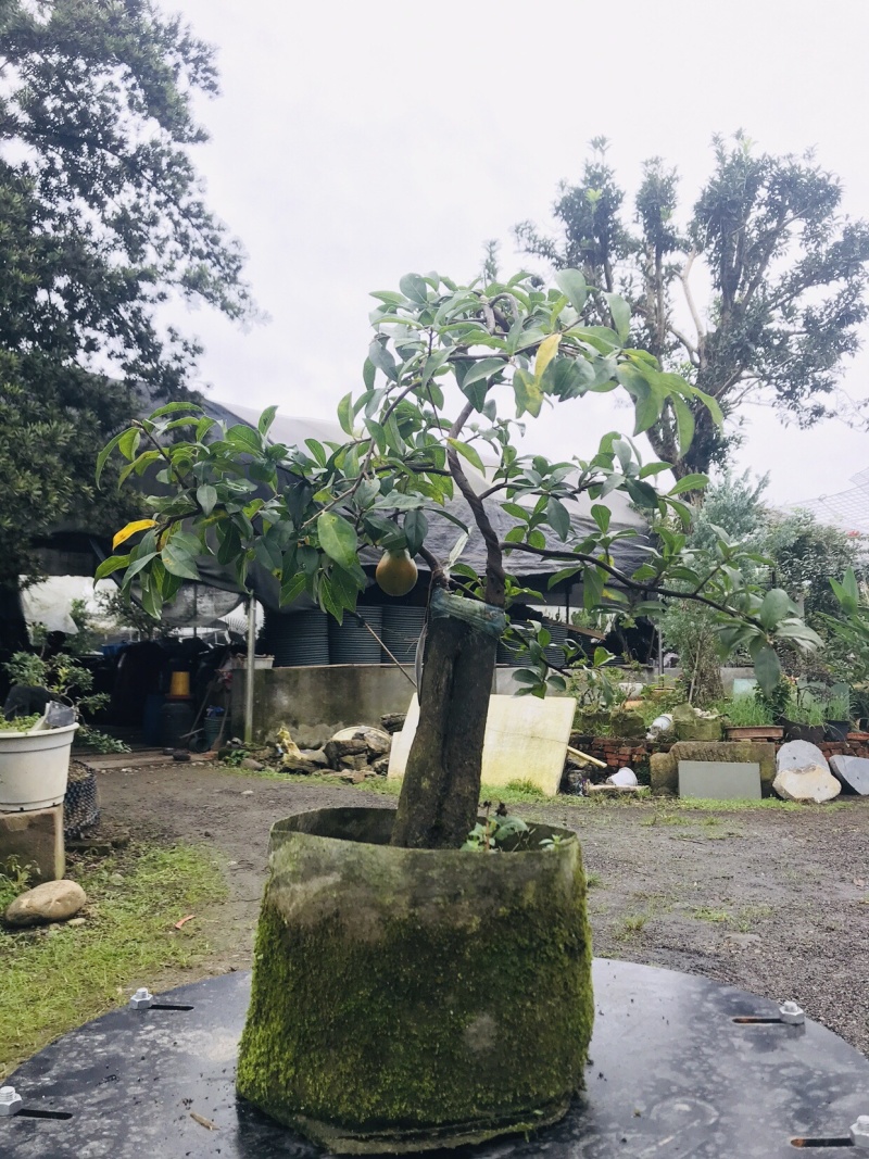 金弹子下山桩可批发1-6