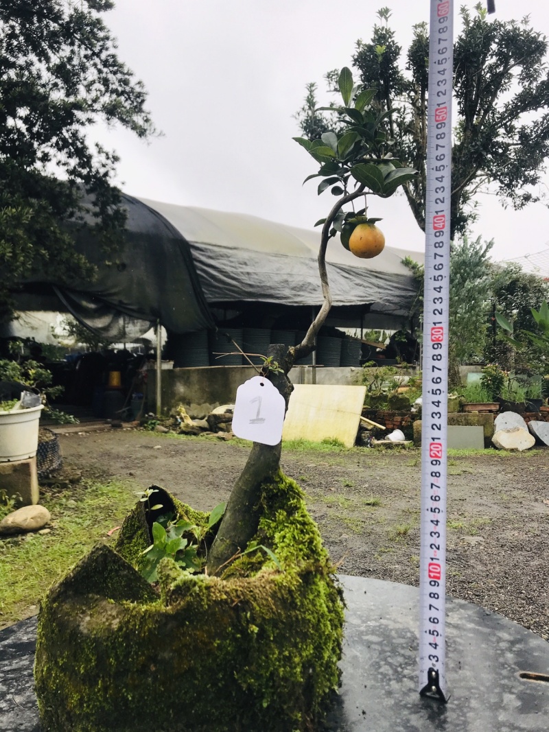 金弹子下山桩可批发1-6