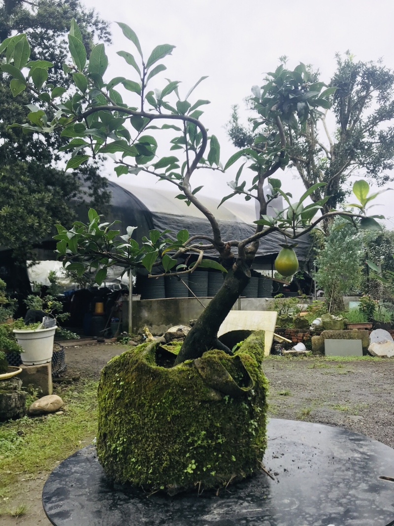 金弹子下山桩可批发1-6