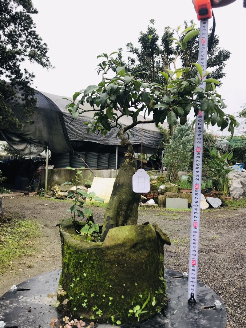 金弹子下山桩可批发7-12