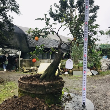 金弹子下山桩可批发7-12