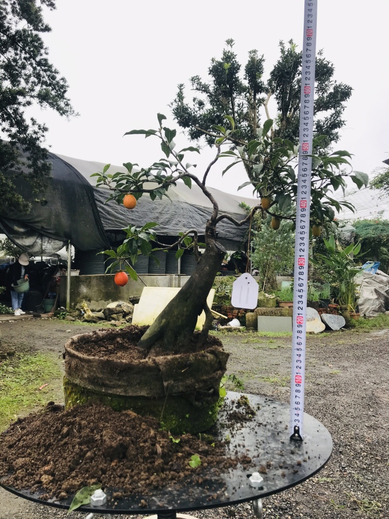 金弹子下山桩可批发7-12