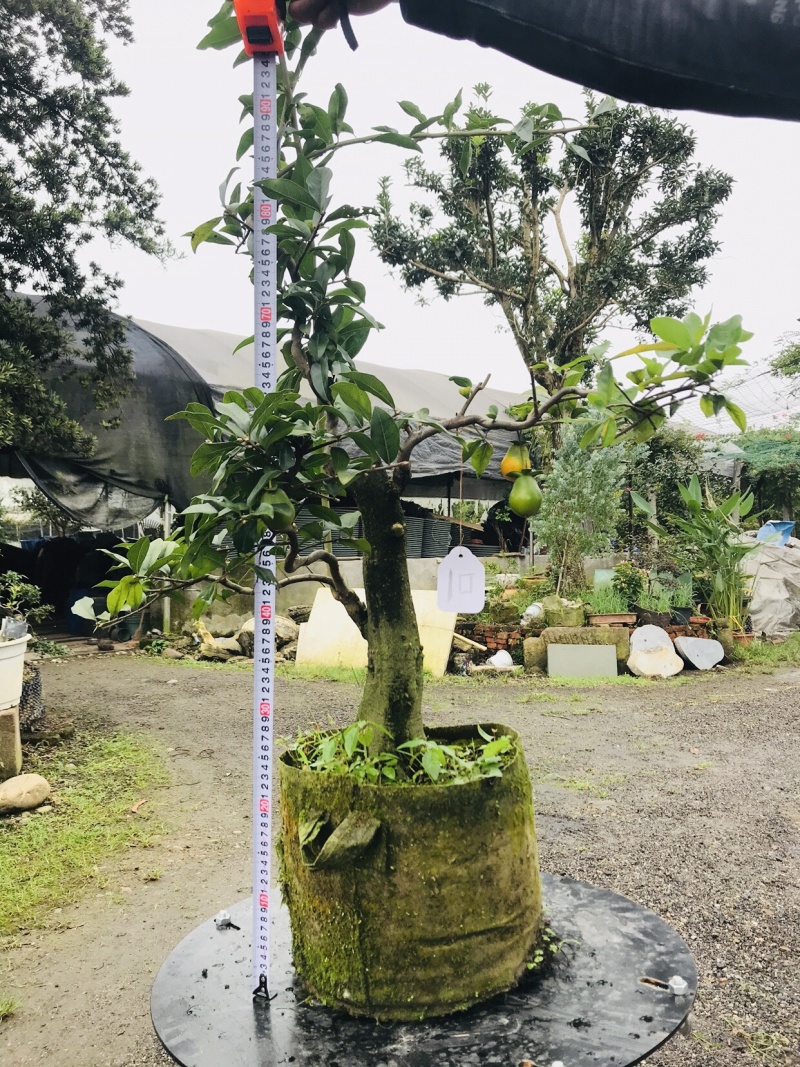 金弹子下山桩可批发7-12