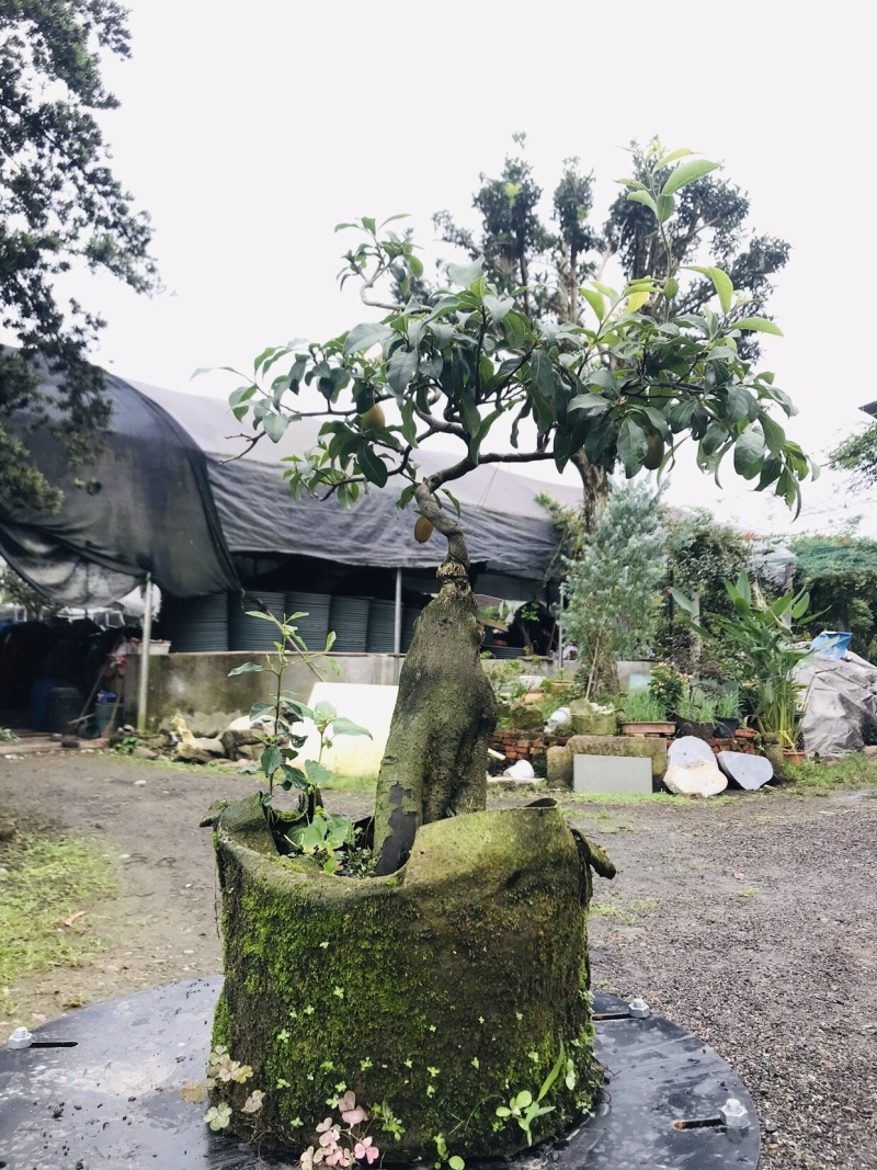 金弹子下山桩可批发7-12