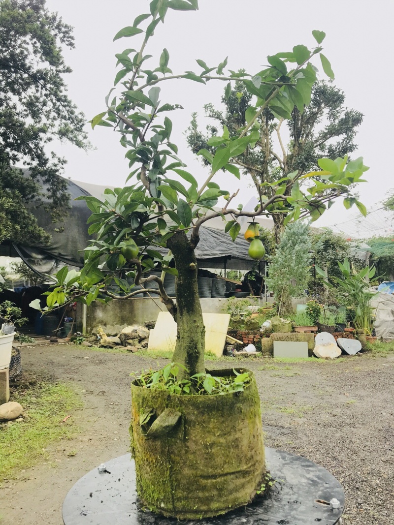 金弹子下山桩可批发7-12