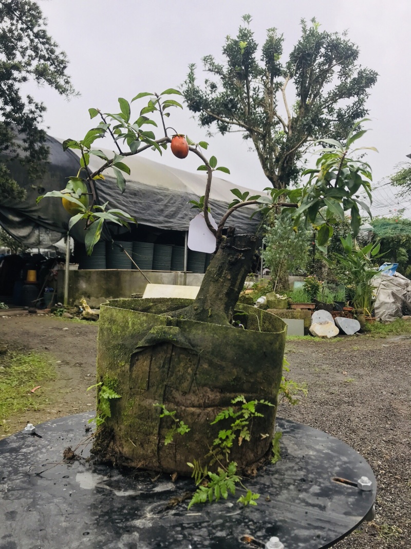 金弹子下山桩可批发7-12