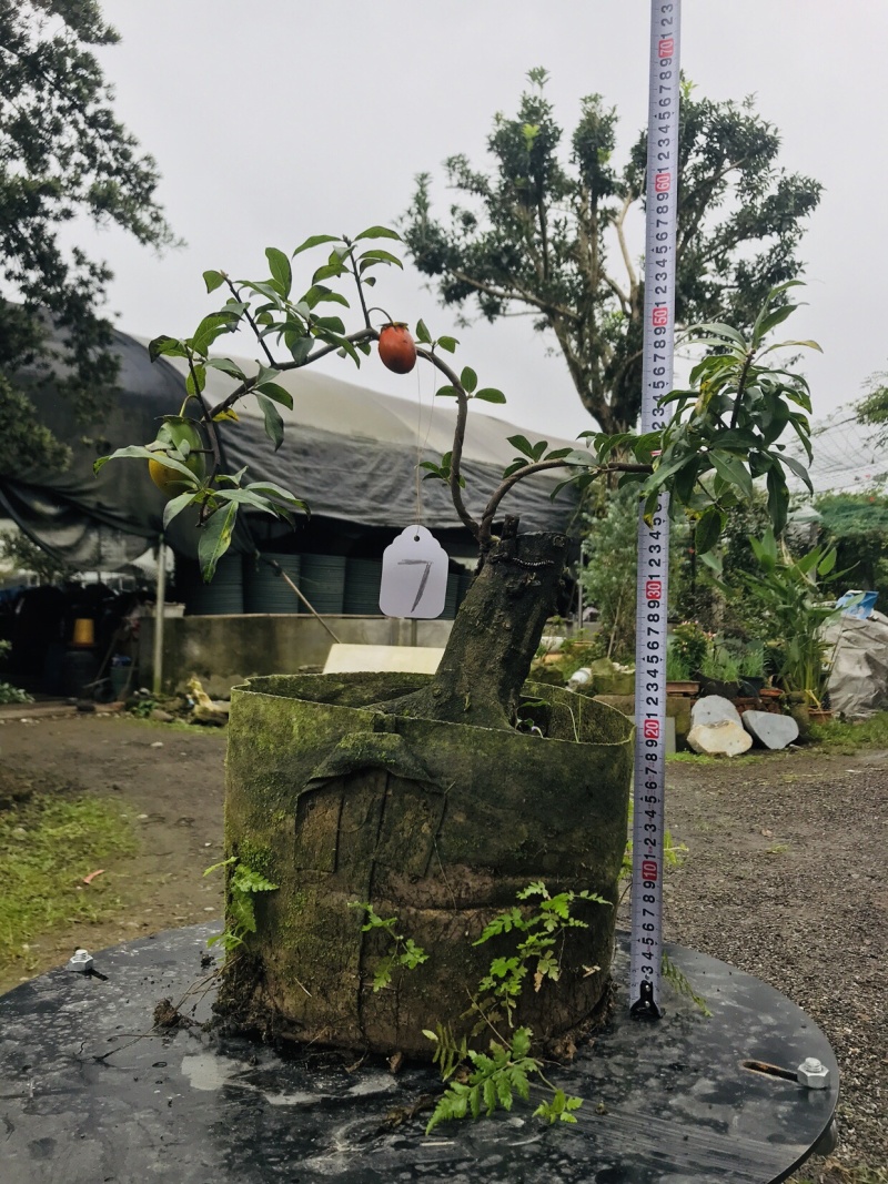 金弹子下山桩可批发7-12