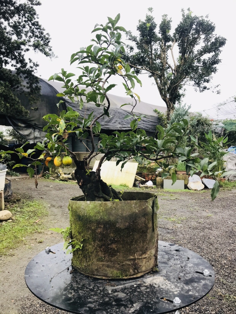 金弹子下山桩可批发7-12