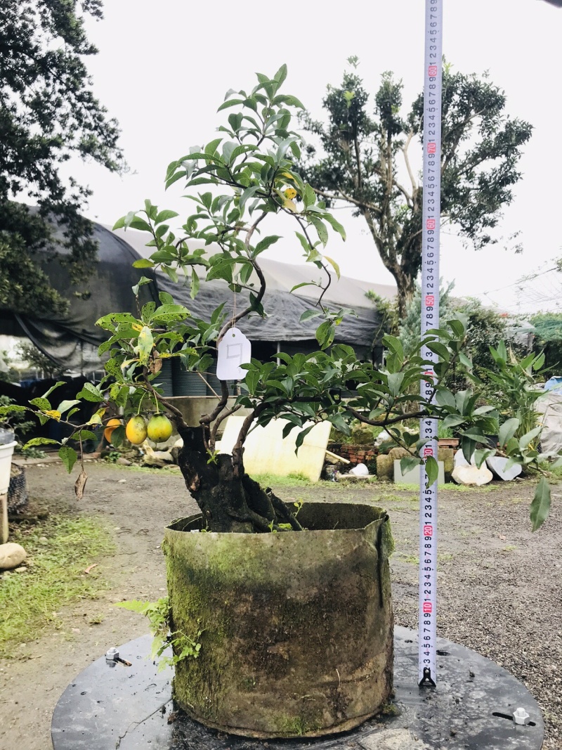 金弹子下山桩可批发7-12