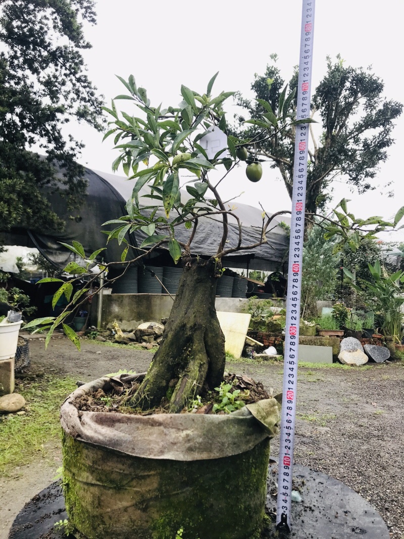 金弹子下山桩可批发7-12