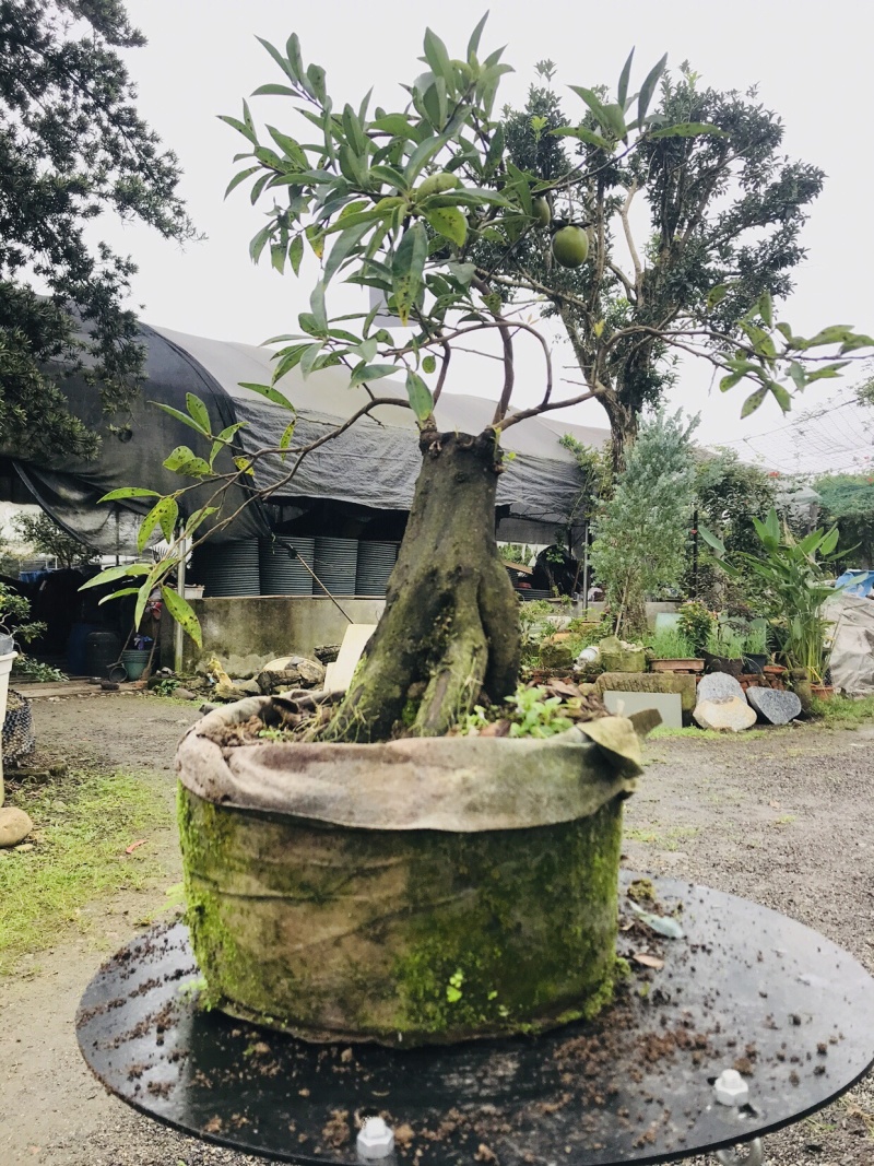 金弹子下山桩可批发7-12