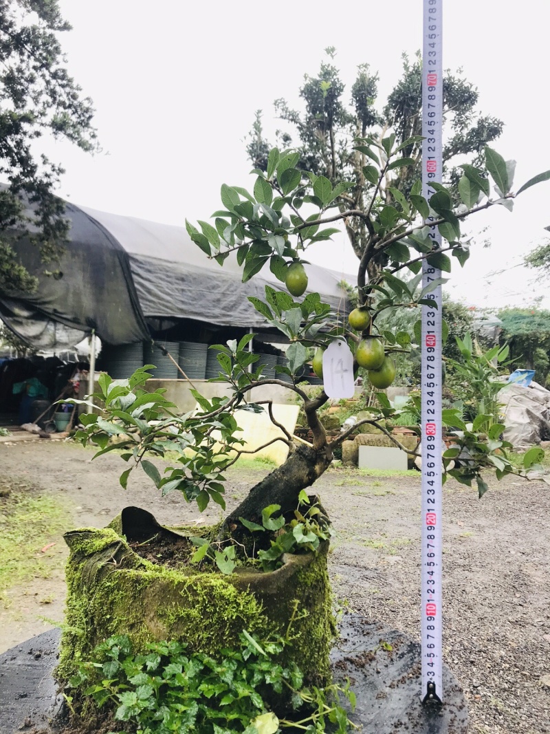 金弹子下山桩可批发13-18