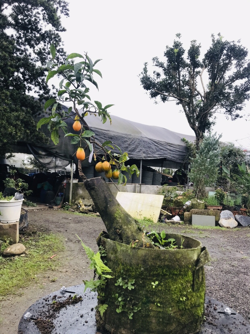 金弹子下山桩可批发13-18