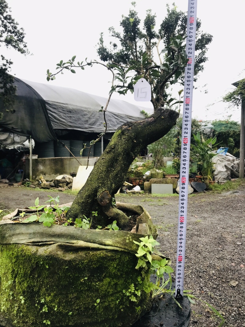 金弹子下山桩可批发13-18