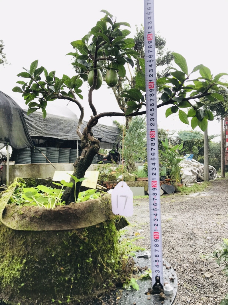 金弹子下山桩可批发13-18