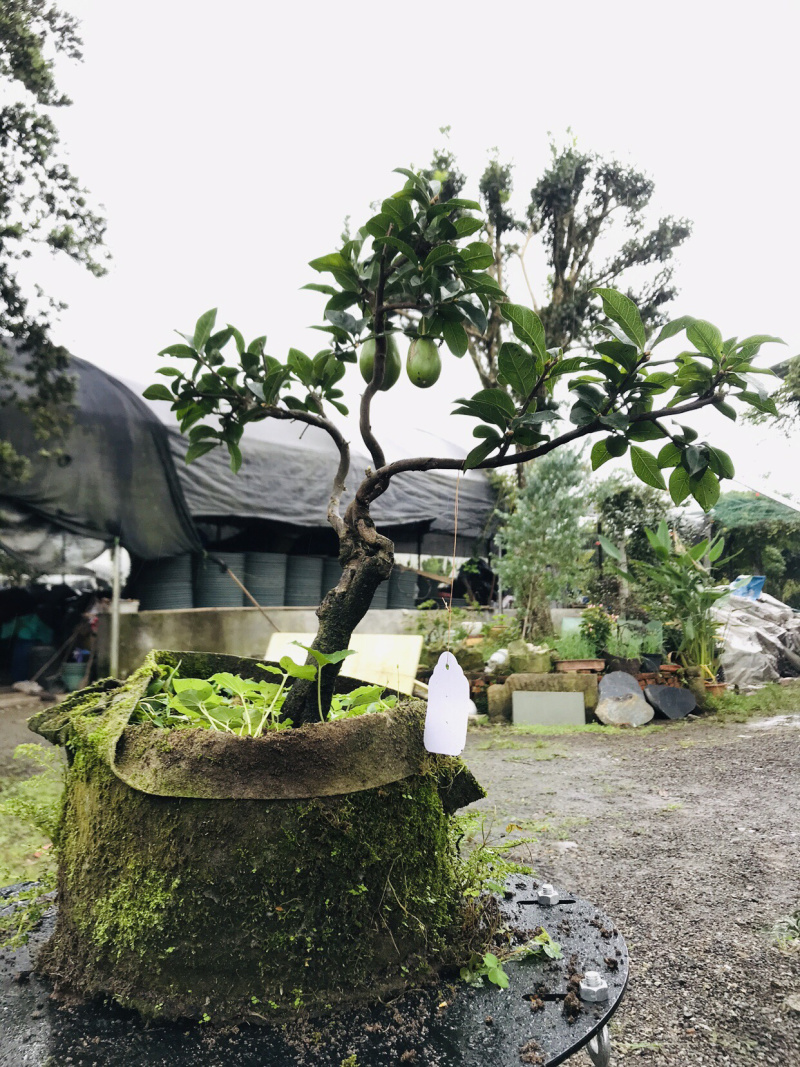 金弹子下山桩可批发13-18