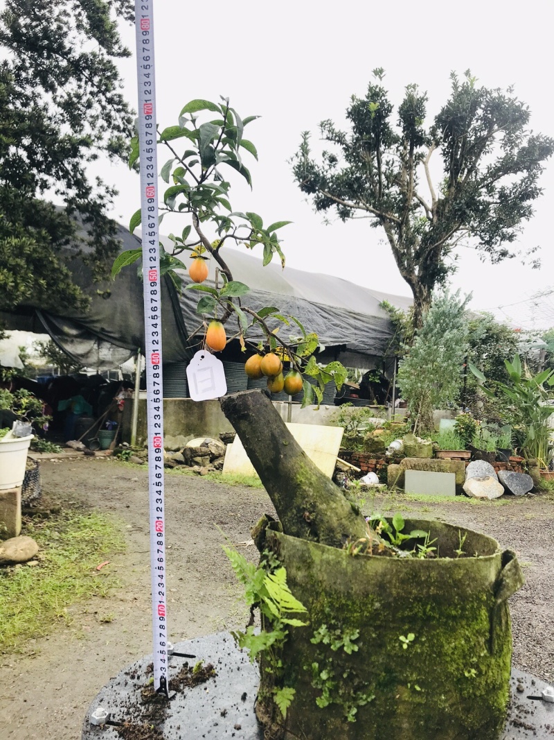 金弹子下山桩可批发13-18