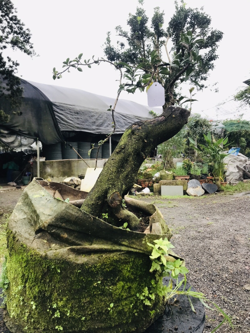 金弹子下山桩可批发13-18