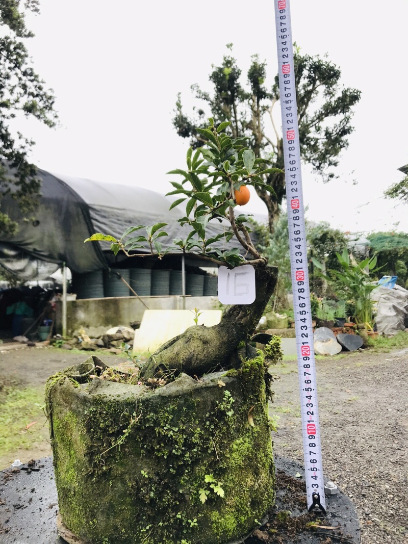 金弹子下山桩可批发13-18