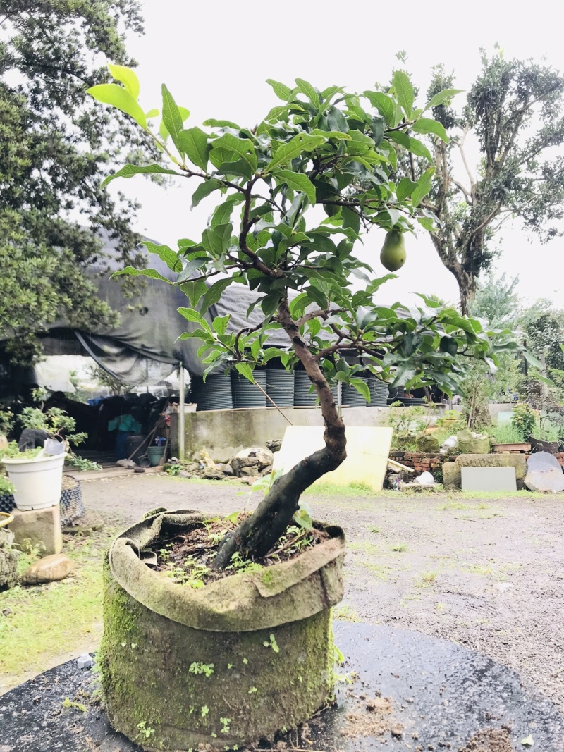 金弹子下山桩可批发13-18
