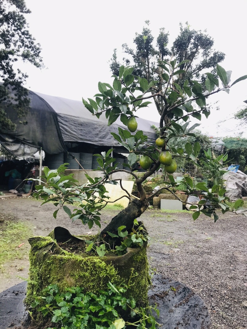 金弹子下山桩可批发13-18