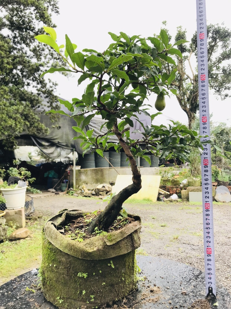 金弹子下山桩可批发13-18