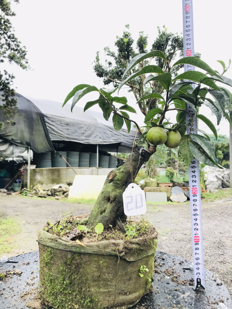 金弹子下山桩可批发19-24