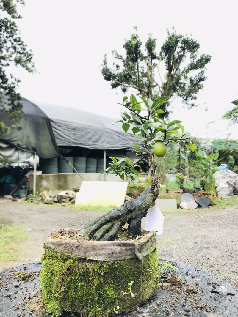 金弹子下山桩可批发19-24