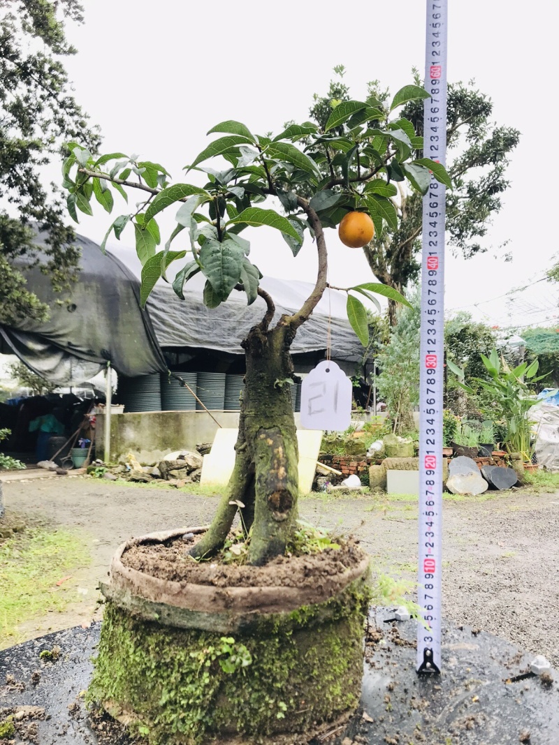 金弹子下山桩可批发19-24