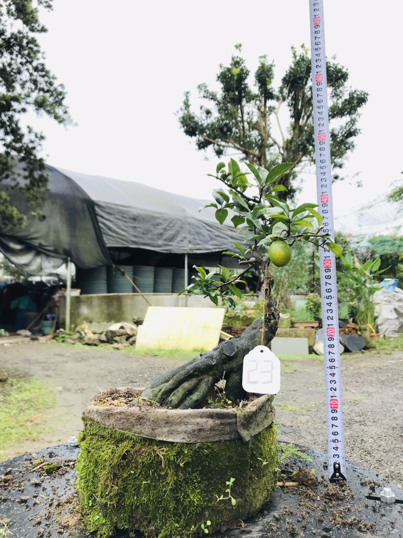 金弹子下山桩可批发19-24