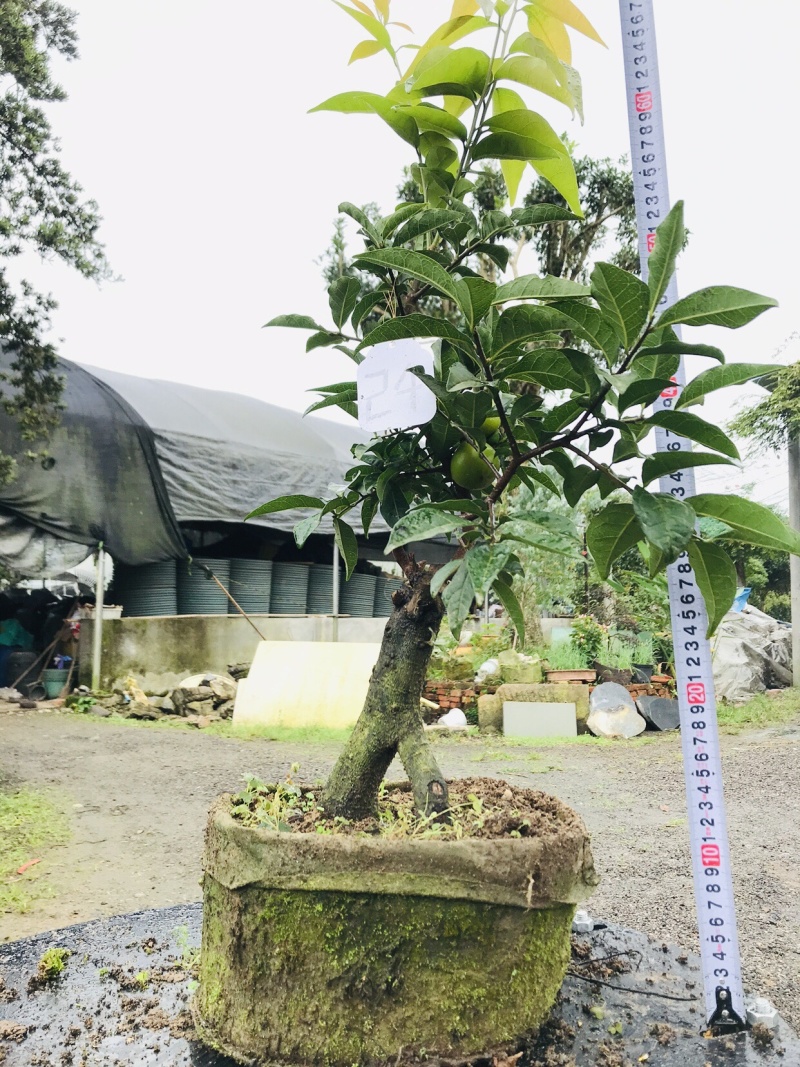 金弹子下山桩可批发19-24