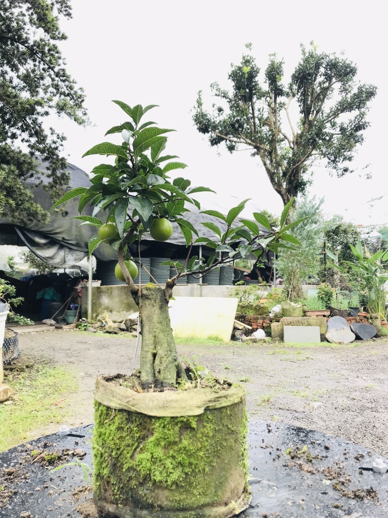 金弹子下山桩可批发19-24