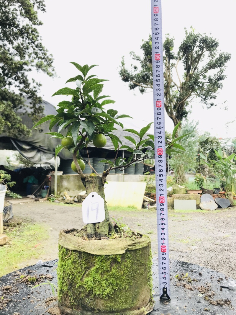 金弹子下山桩可批发19-24