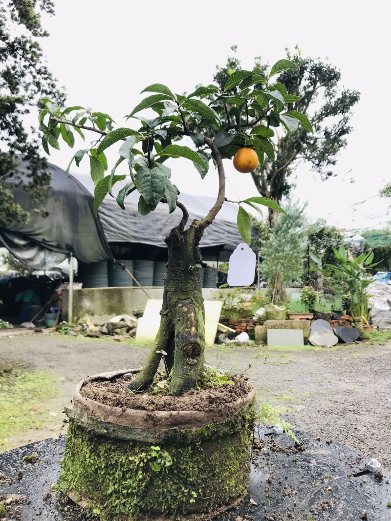 金弹子下山桩可批发19-24