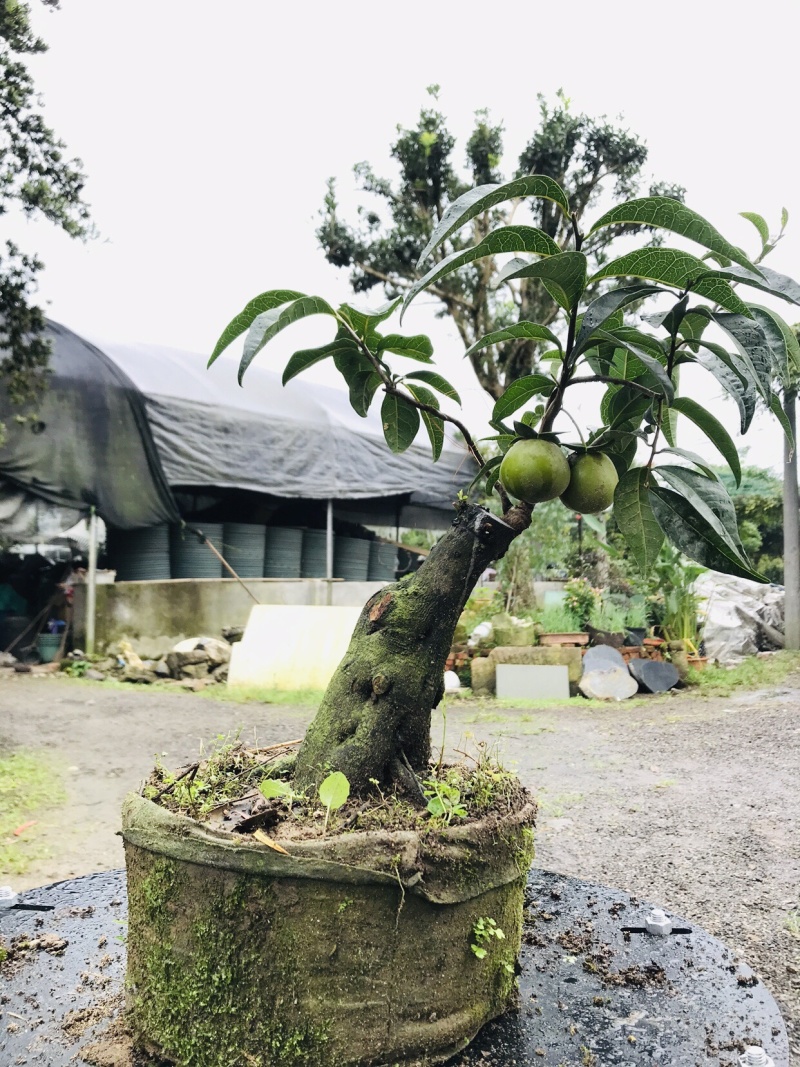 金弹子下山桩可批发19-24
