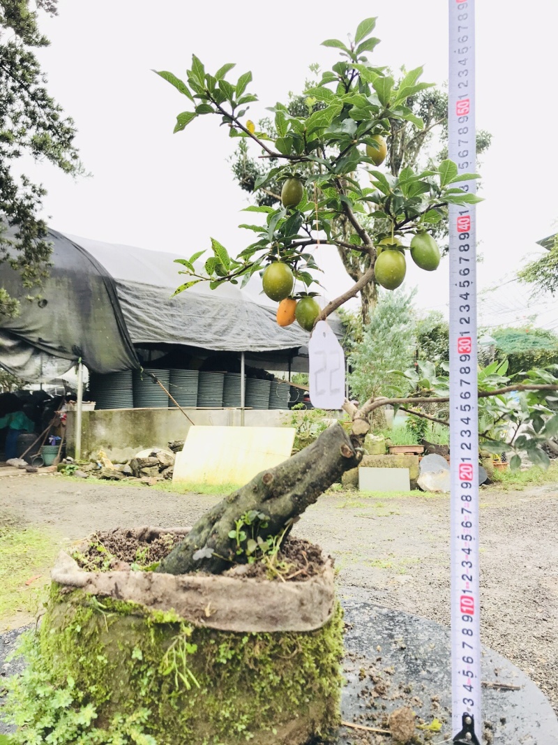 金弹子下山桩可批发19-24