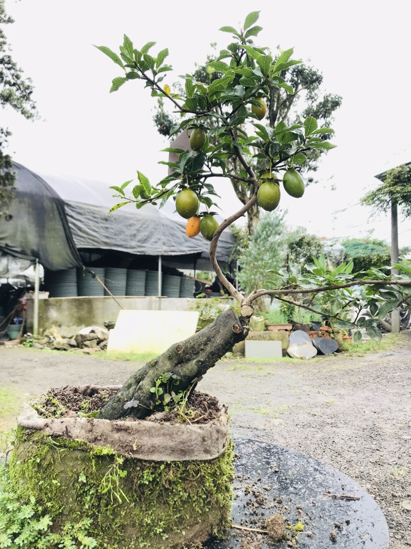 金弹子下山桩可批发19-24