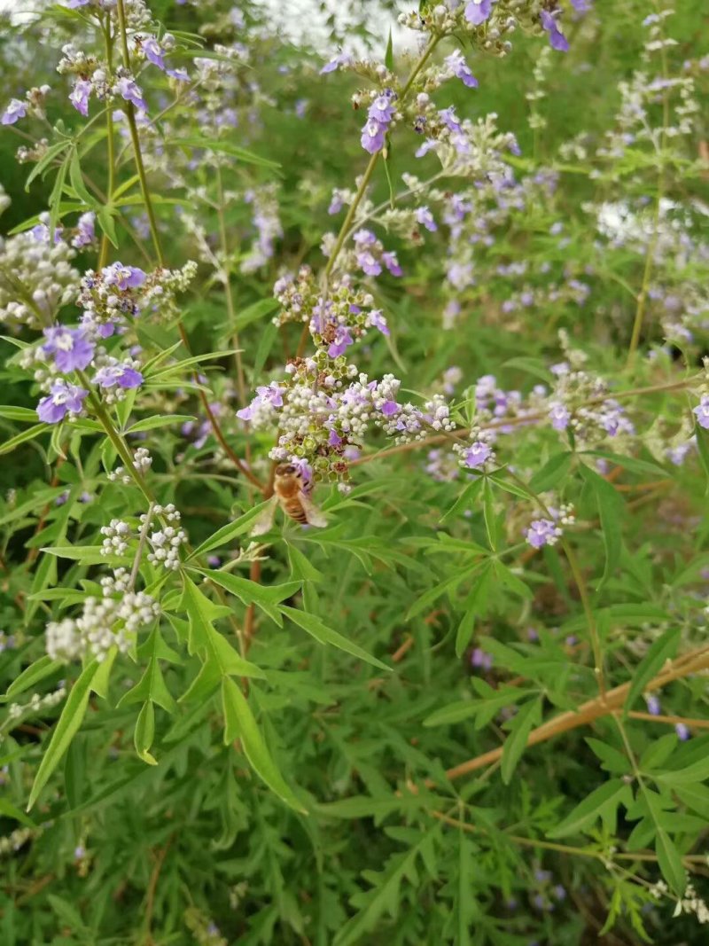 蜂蜜纯天然蜂蜜
