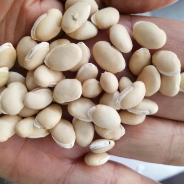 （大量有货）白扁豆，大白扁豆