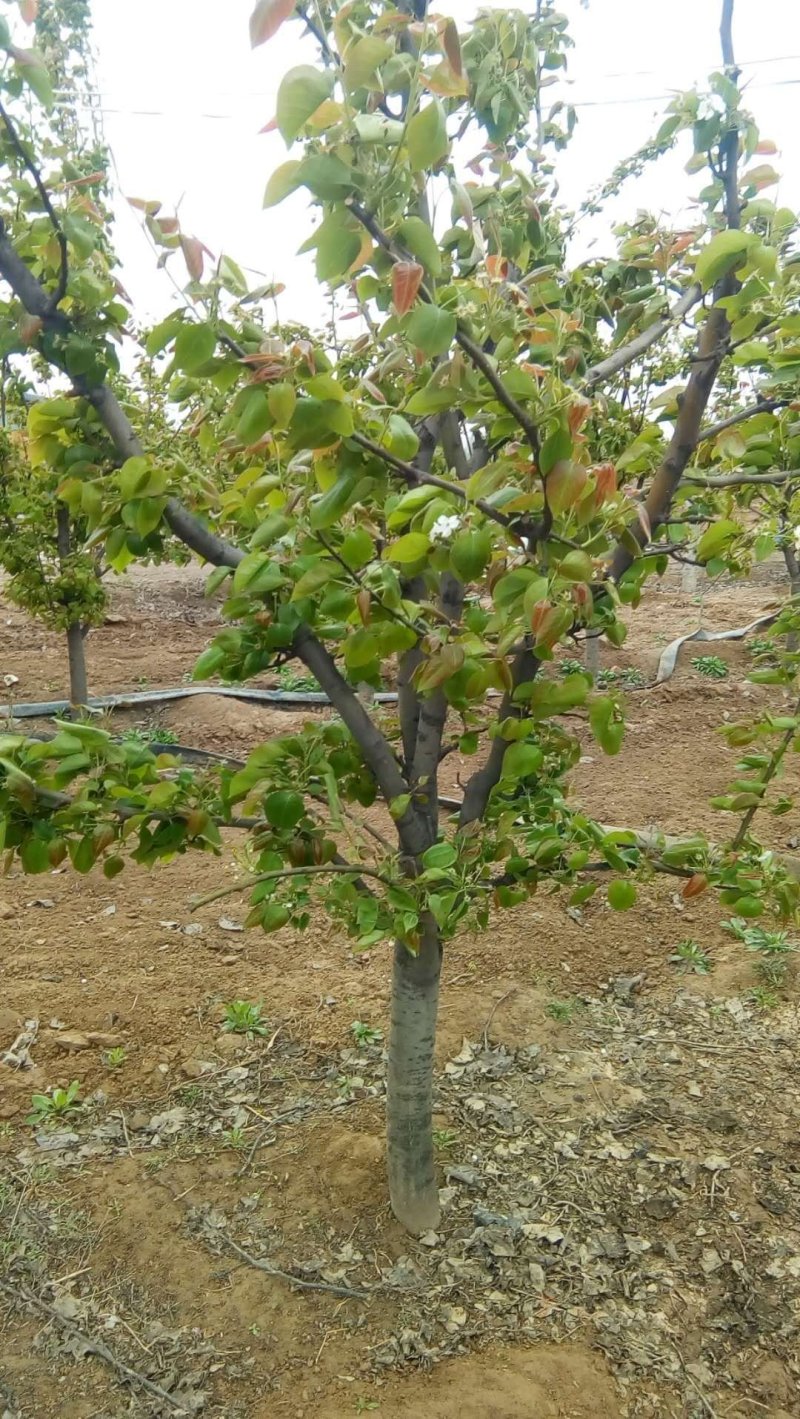 梨树，急处理5-8公分占地梨树，品种梨树，观赏梨树保栽