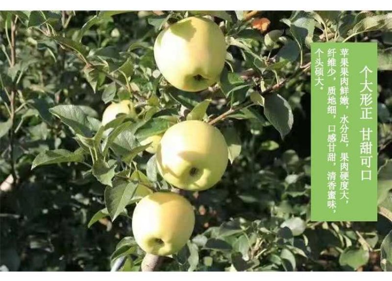 青森水蜜桃苹果香甜适口产地现摘现发