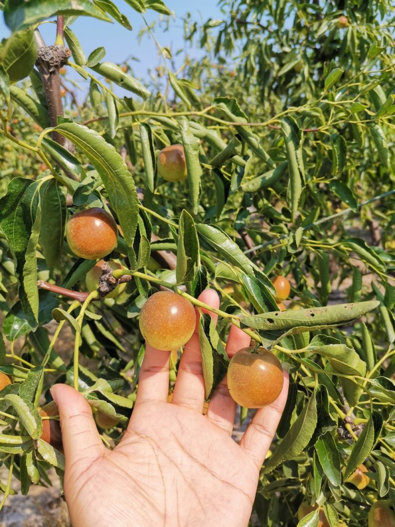 沾化有机冬枣