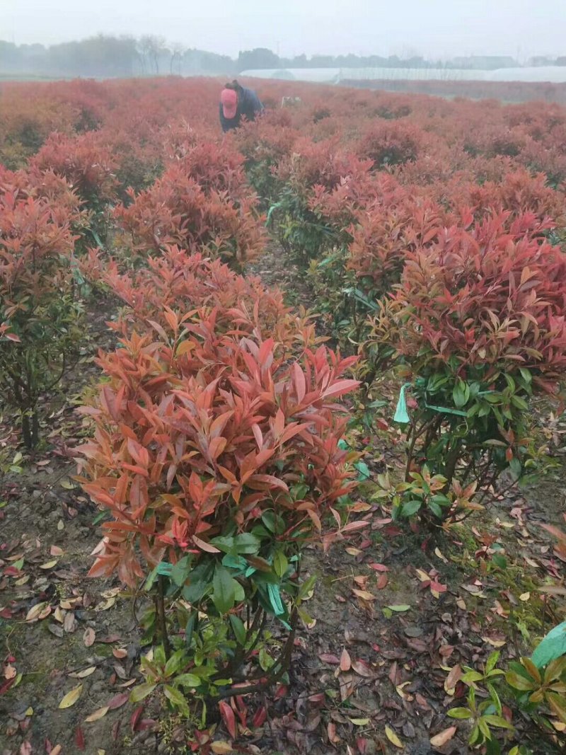 500亩红叶石楠球专供红叶石楠球规格全面