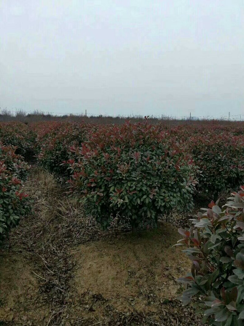 500亩红叶石楠球专供红叶石楠球规格全面