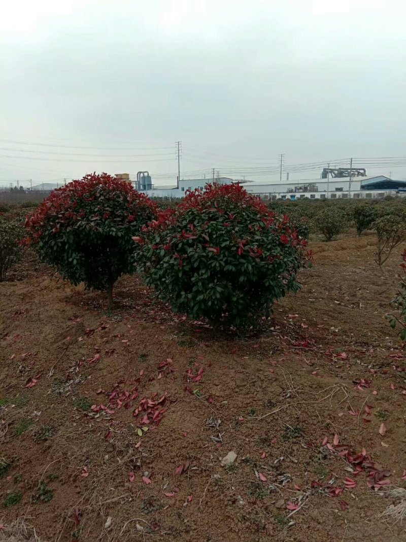 500亩红叶石楠球专供红叶石楠球规格全面