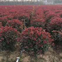 500亩红叶石楠球专供红叶石楠球规格全面