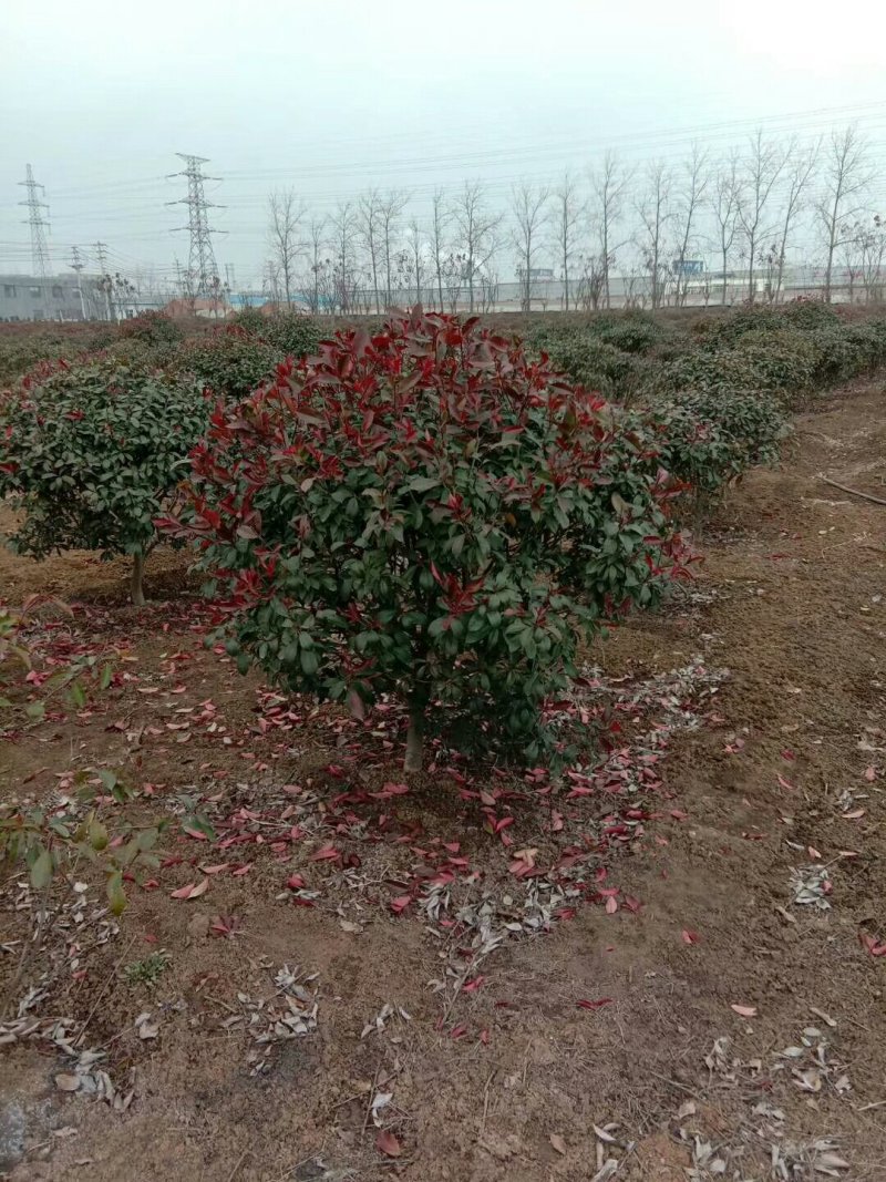 500亩红叶石楠球专供红叶石楠球规格全面
